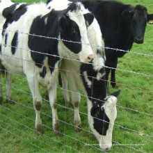 China cerca de gado elétrico para venda